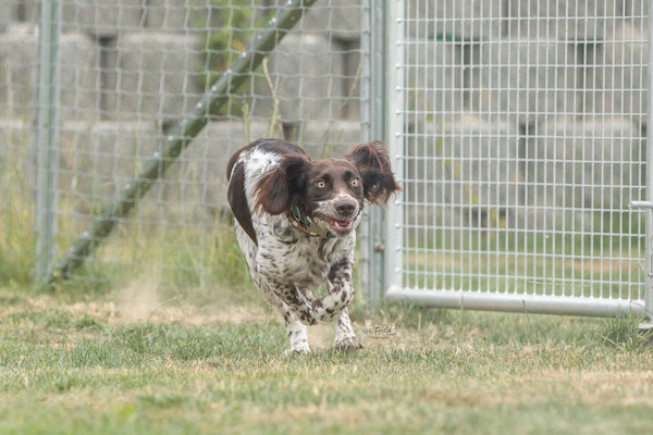 Feier Eröffnung neuer Standort bei der Hundeschule Hexenhof
