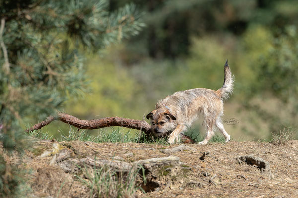 Train and Shoot - Dummytraining mit der Obedient Dog Hundeschule