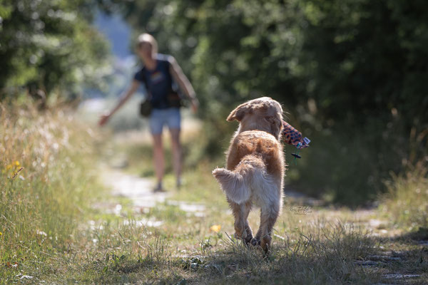 Train and Shoot - Dummytraining mit der Obedient Dog Hundeschule
