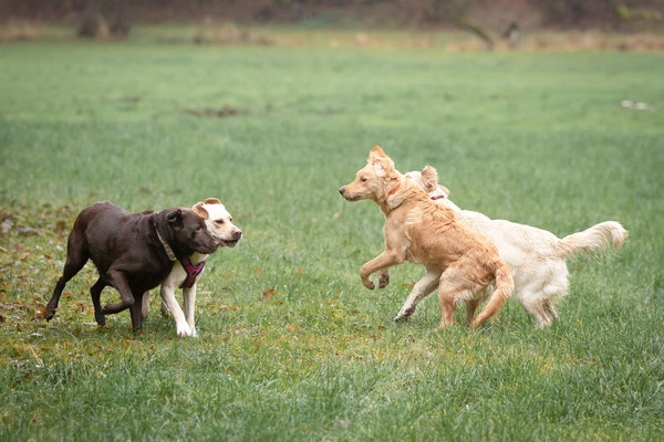 Photowalk mit der Obedient Dog Hundeschule
