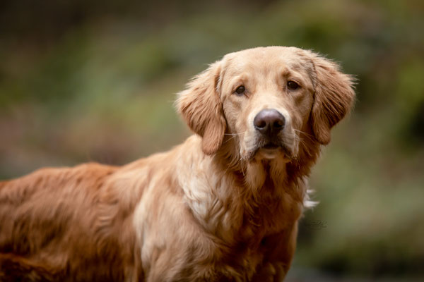 Photowalk mit der Obedient Dog Hundeschule