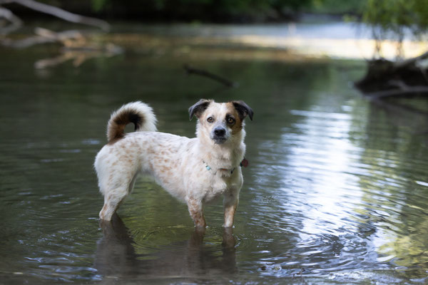 Train and Shoot - Dummytraining mit der Obedient Dog Hundeschule