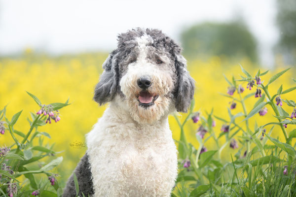 Photowalk mit der Obedient Dog Hundeschule