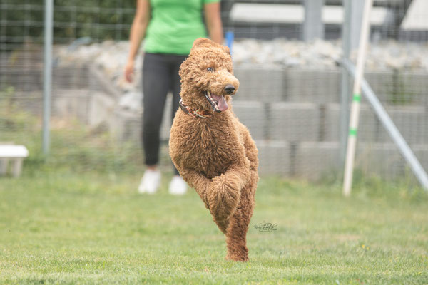 Feier Eröffnung neuer Standort bei der Hundeschule Hexenhof