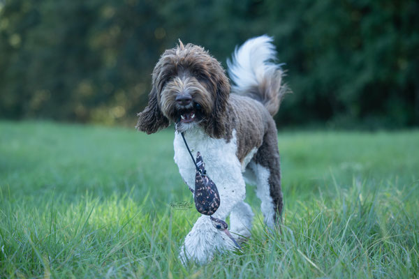 Train and Shoot - Dummytraining mit der Obedient Dog Hundeschule