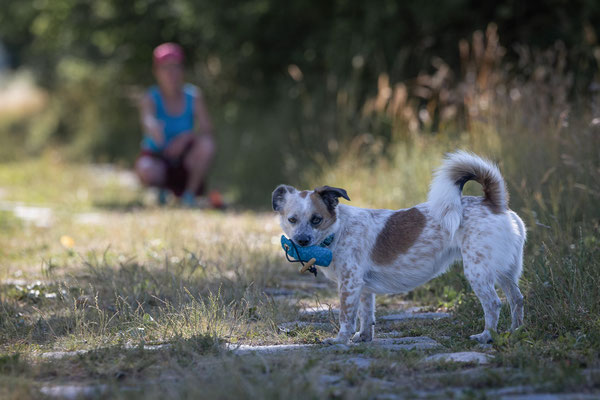 Train and Shoot - Dummytraining mit der Obedient Dog Hundeschule