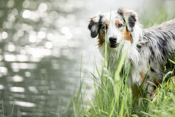 Photowalk mit der Obedient Dog Hundeschule