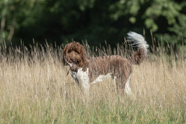Train and Shoot - Dummytraining mit der Obedient Dog Hundeschule