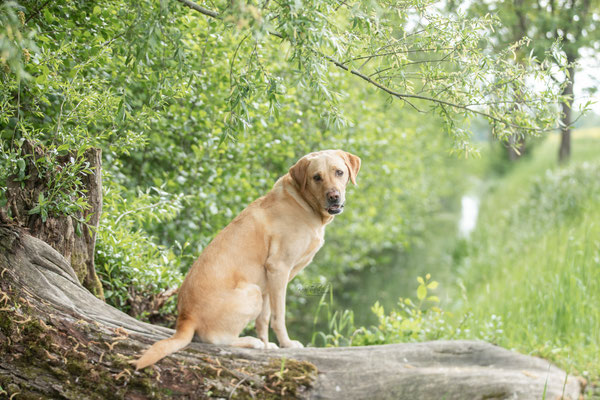 Photowalk mit der Obedient Dog Hundeschule