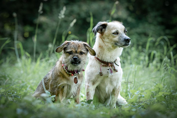 10-jähriges Jubiläum Obedient Dog Hundeschule