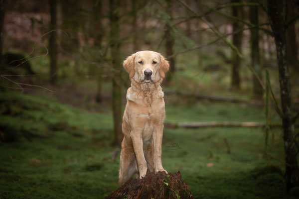 Photowalk mit der Obedient Dog Hundeschule