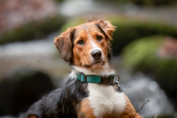 Photowalk mit der Obedient Dog Hundeschule