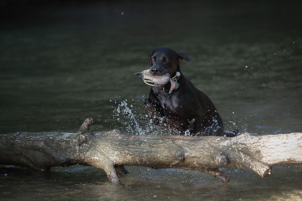 Train and Shoot - Dummytraining mit der Obedient Dog Hundeschule