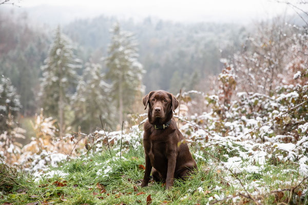 Photowalk mit der Obedient Dog Hundeschule