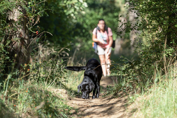 Train and Shoot - Dummytraining mit der Obedient Dog Hundeschule
