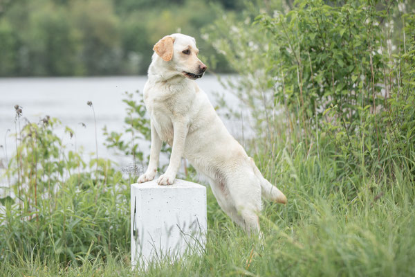 Photowalk mit der Obedient Dog Hundeschule