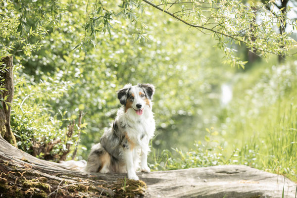 Photowalk mit der Obedient Dog Hundeschule