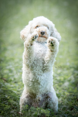 10-jähriges Jubiläum Obedient Dog Hundeschule