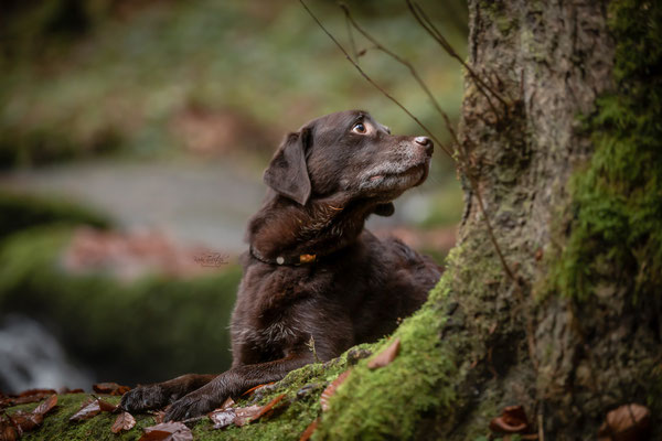 Photowalk mit der Obedient Dog Hundeschule