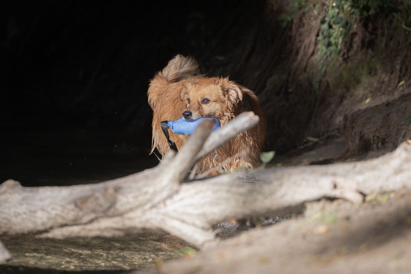 Train and Shoot - Dummytraining mit der Obedient Dog Hundeschule