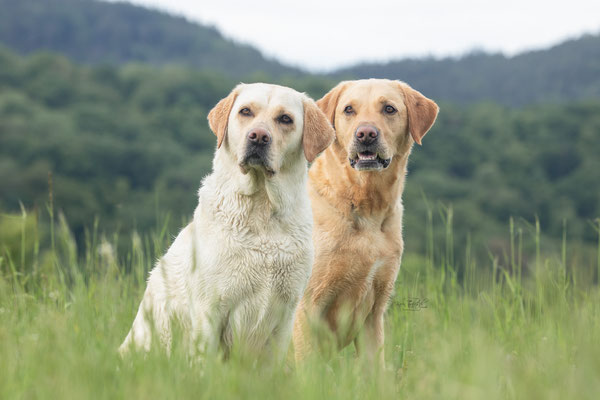 Photowalk mit der Obedient Dog Hundeschule