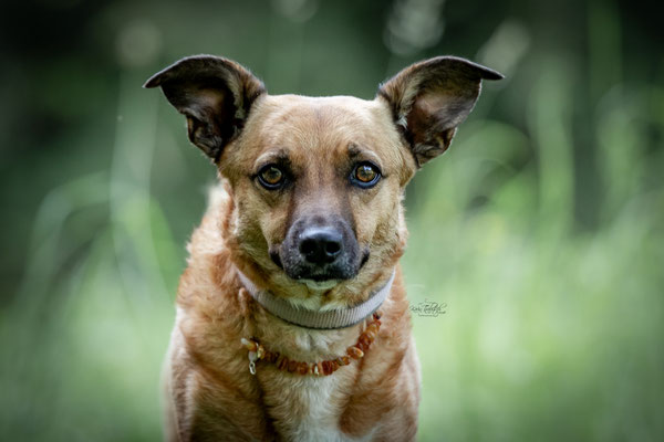 10-jähriges Jubiläum Obedient Dog Hundeschule