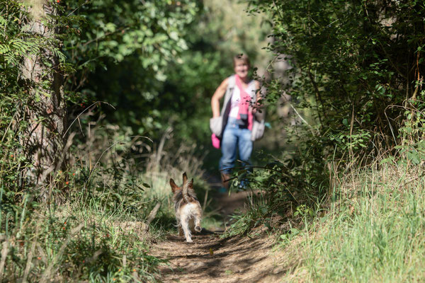 Train and Shoot - Dummytraining mit der Obedient Dog Hundeschule