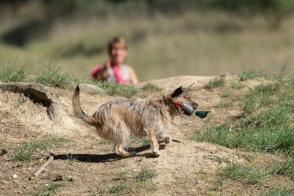 Train and Shoot - Dummytraining mit der Obedient Dog Hundeschule