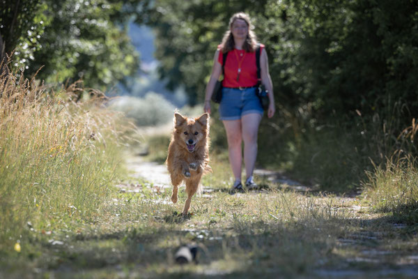 Train and Shoot - Dummytraining mit der Obedient Dog Hundeschule