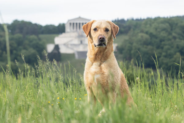 Photowalk mit der Obedient Dog Hundeschule