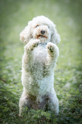 10-jähriges Jubiläum Obedient Dog Hundeschule