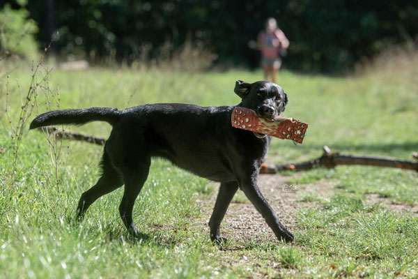 Train and Shoot - Dummytraining mit der Obedient Dog Hundeschule