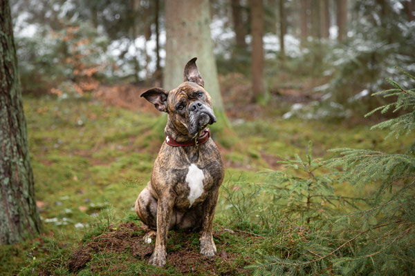 Photowalk mit der Obedient Dog Hundeschule