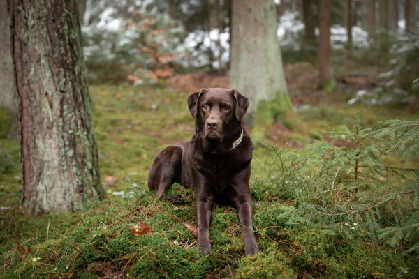 Photowalk mit der Obedient Dog Hundeschule