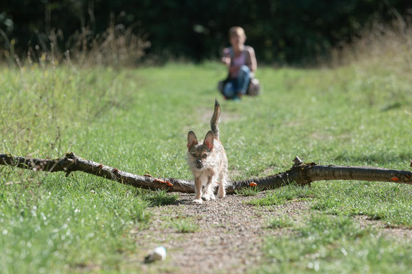 Train and Shoot - Dummytraining mit der Obedient Dog Hundeschule