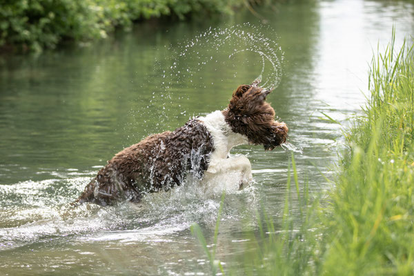 Photowalk mit der Obedient Dog Hundeschule