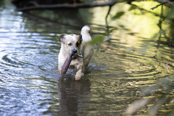 Train and Shoot - Dummytraining mit der Obedient Dog Hundeschule