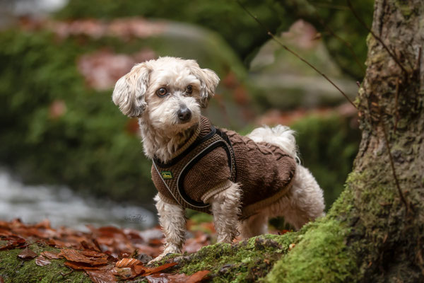 Photowalk mit der Obedient Dog Hundeschule