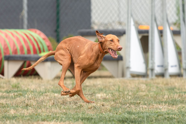 Feier Eröffnung neuer Standort bei der Hundeschule Hexenhof
