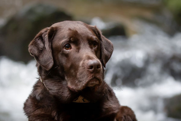 Photowalk mit der Obedient Dog Hundeschule