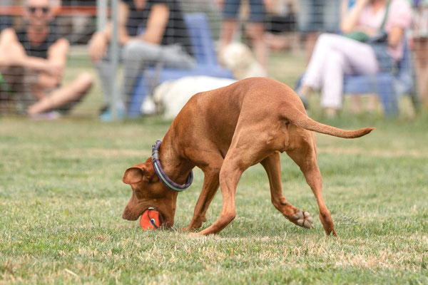 Feier Eröffnung neuer Standort bei der Hundeschule Hexenhof