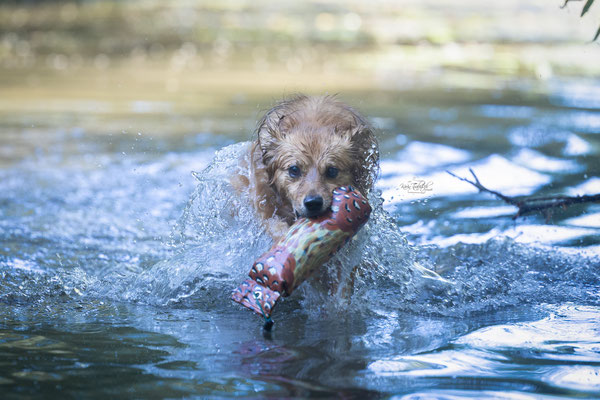 Train and Shoot - Dummytraining mit der Obedient Dog Hundeschule