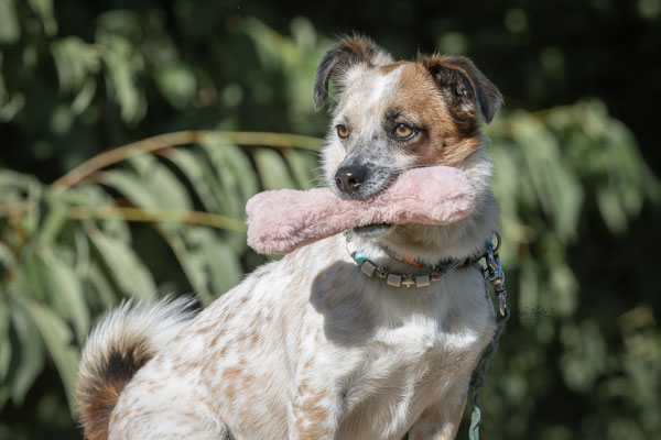 Train and Shoot - Dummytraining mit der Obedient Dog Hundeschule