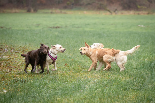 Photowalk mit der Obedient Dog Hundeschule