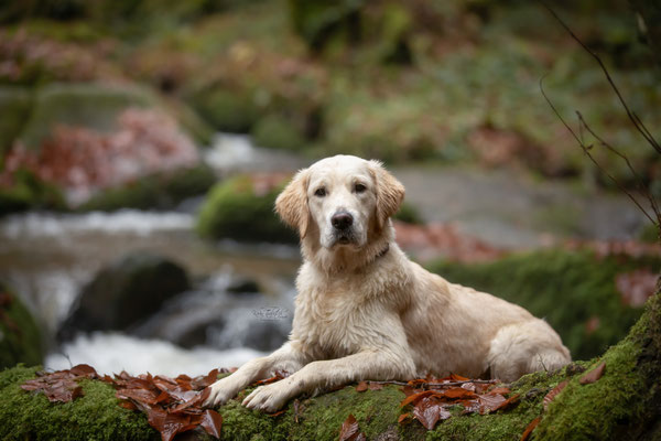 Photowalk mit der Obedient Dog Hundeschule