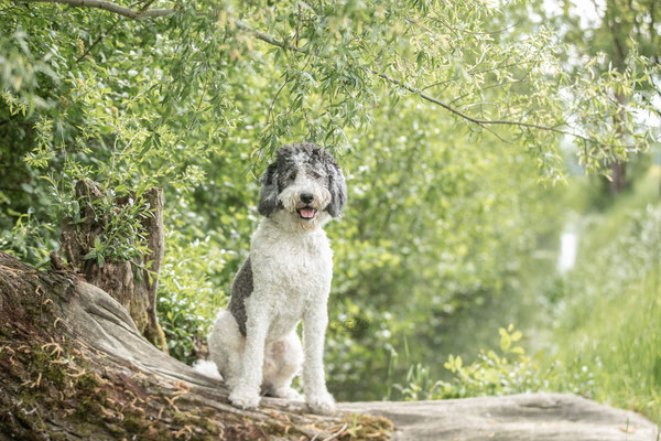 Photowalk mit der Obedient Dog Hundeschule