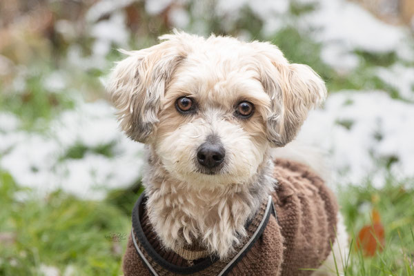 Photowalk mit der Obedient Dog Hundeschule
