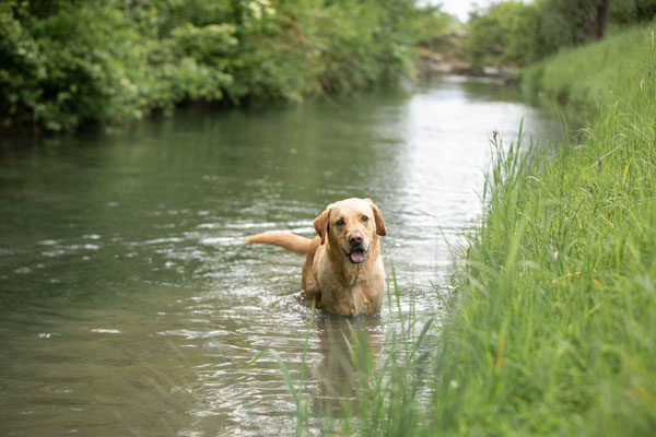 Photowalk mit der Obedient Dog Hundeschule