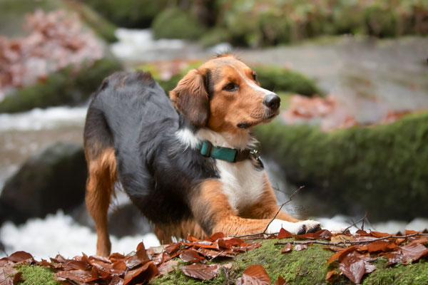 Photowalk mit der Obedient Dog Hundeschule