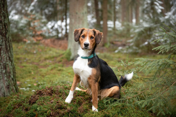 Photowalk mit der Obedient Dog Hundeschule